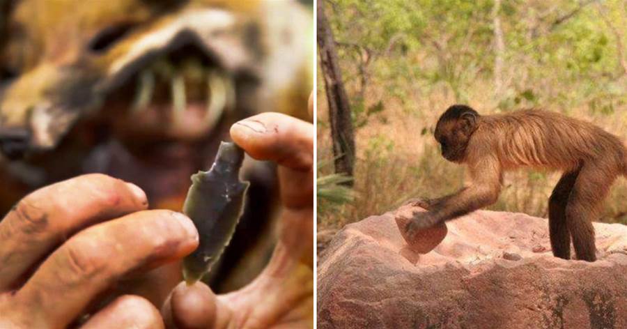 重大發現：巴拿馬猴子可能步入石器時代，地球或出現第二文明？
