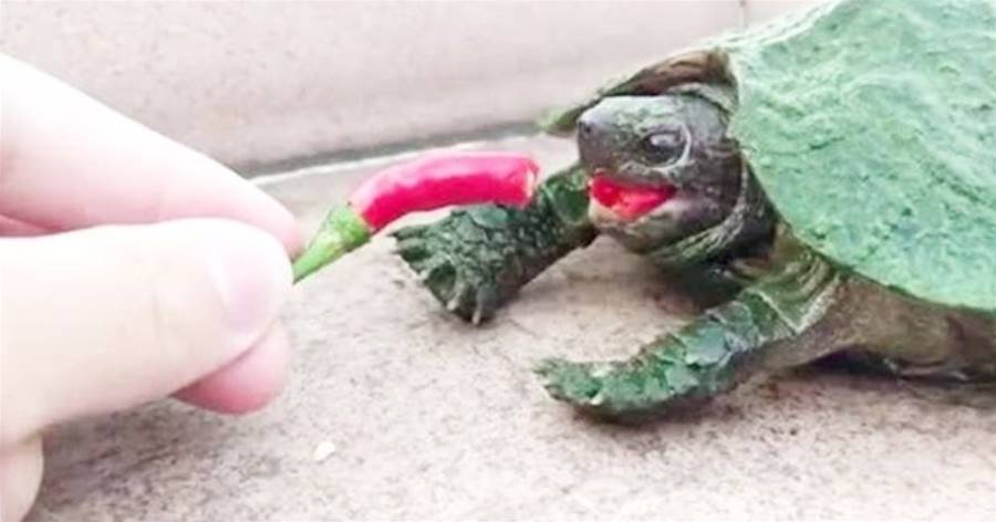 世界最辣的死神辣椒，被烏龜吃掉會發生什麼？下一秒達到龜生巔峰