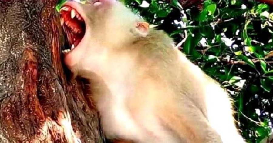 游客給猴子一個朝天椒，猴子咬一口后當場發飆，鏡頭記錄全過程